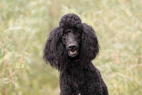  None of that has changed over the years: The poodle consistently ranks as one of the 10 most popular breeds in the world