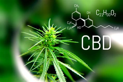  Nonetheless, CBD legalization from hemp sources has opened the door to numerous economic, social and medical advancements for people and their furry loved ones