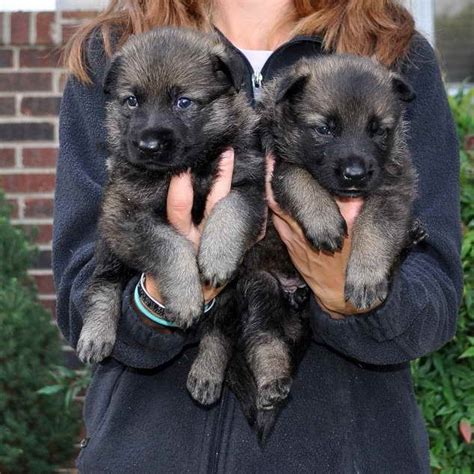 North Carolina German Shepherd Puppies