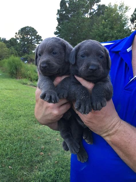  North Carolina Labrador Puppies for Sale