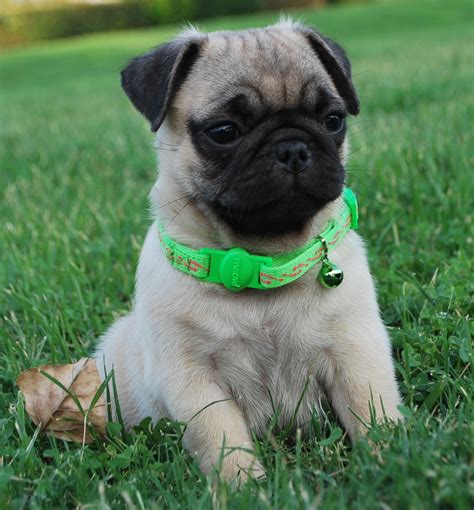  North and South Carolina is home to the majority of clientele who purchase our Pug puppies