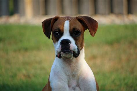  Northern Plains Boxer Rescue makes every effort to educate the public about the boxer breed and responsible pet ownership