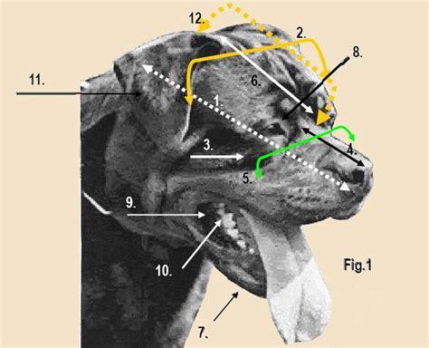  Nose is large and broad in relationship to the width of the muzzle