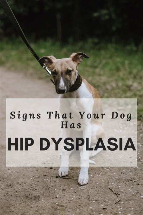  Not all dog breeds are prone to hip dysplasia, but those that are can experience a great deal of pain by the time they are showing their symptoms