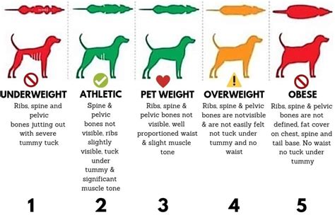  Not all dogs will fit in the spectrum of the growth chart