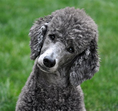  Not all gray Poodles are senior dogs