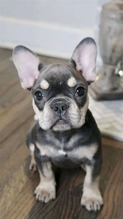  Not considered one of the more rare French bulldog colors , a brindle Frenchie puppy is thought by some Frenchie breeders to also come with better structure than other colors