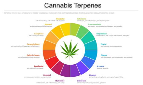  Not only do terpenes have their own medicinal properties, but research shows when cannabinoids like CBD and terpenes are combined, their medicinal benefits are compounded, due to their synergistic relationship