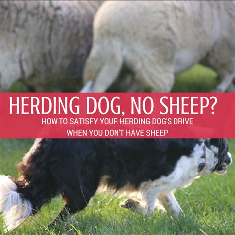  Not only do they require a lot of daily activity, but they also are a herding breed that was made to run, guard, and observe, so they need a job to do to be happy and healthy