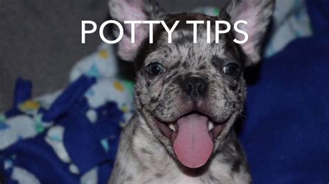  Not only is it helpful in minimizing dangers it is also beneficial for potty training your Frenchie puppy by not allowing full range of your home