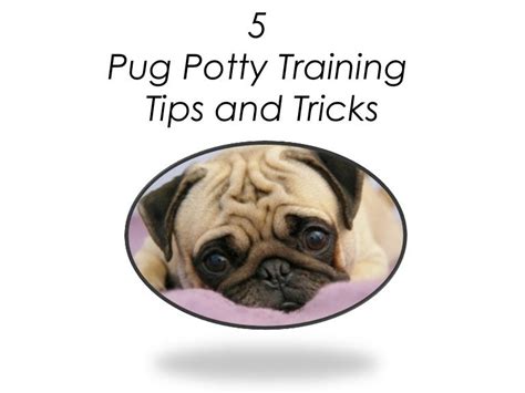  Not only is it helpful in minimizing dangers it is also beneficial for potty training your Pug puppy by not allowing full range of your home