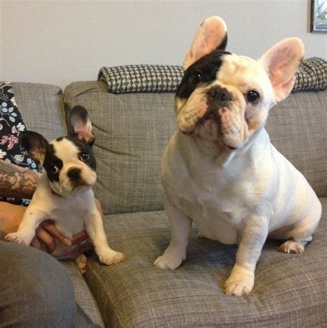  Not to be outdone by their British Bulldog cousin, the female french bulldogs also made the Top 10 Best Family Dog breeds list in 