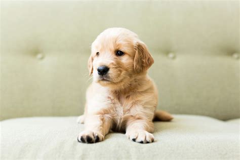  Not to mention super cute! Which kinds of breeds are best for families? Do you sell puppies in South Dakota? Do you really only list the very best dog breeders? Uptown Puppies Puppy Finder