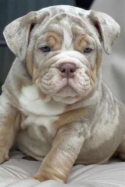  Note that lilac, blue, and chocolate English Bulldogs have lighter-colored masks based on their coat color