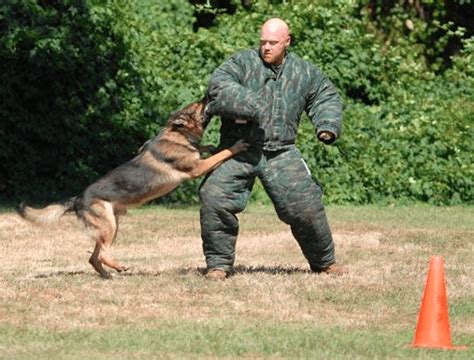  Note that the Schutzhund environment is not a place for dogs with aggression issues, neither towards other dogs nor people! If they pass that initial level which includes a temperament test, they can move on to IPO 2 minimum age 19 months and IPO 3 minimum age 20 months
