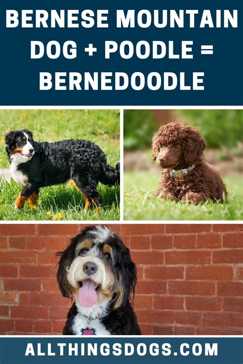  Noted Canadian breeder Sherry Rupke is credited with the first Bernedoodles in the early s
