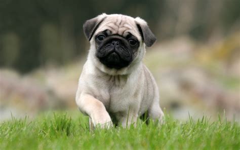  Now, the Pug is a popular dog breed worldwide