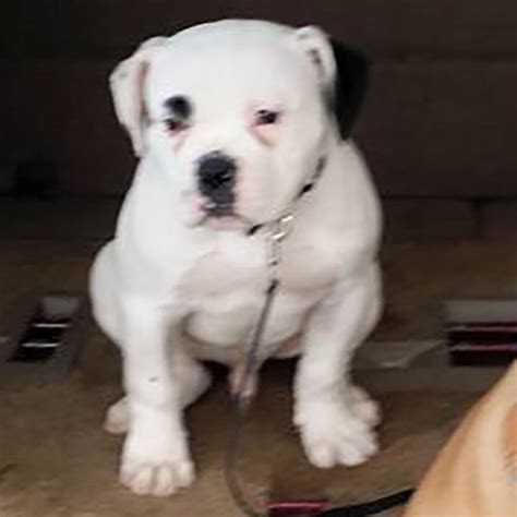  Now that Black is accepted in the show ring you see more American Bulldog Kennels breeding for it
