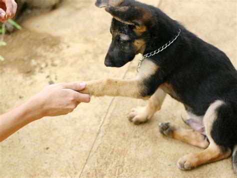  Now try extending your hand out and say paw, your dog will put out its paw in your hand