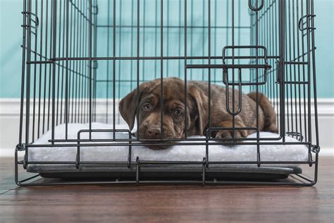  Now you can begin to send the dog into his crate for longer periods, such as when you go out for an hour or so