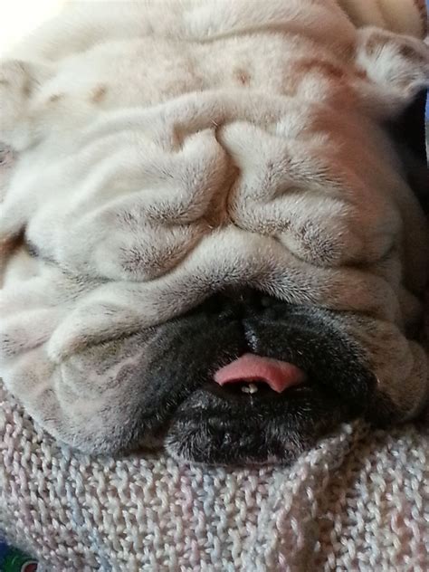  Nowadays, a Bulldog is more likely to choose a nap on the couch over physical activity! While they still maintain a streak of bravery, these days an Atlanta Bulldog for sale is better known for their kind natures and loyal hearts