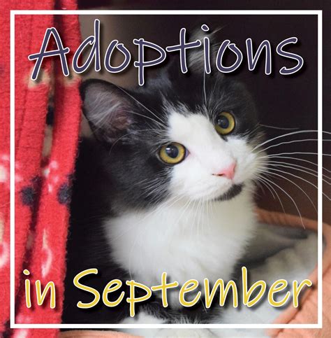  Number of Adoptions in September: 28! Available for Adoption: June 8, 