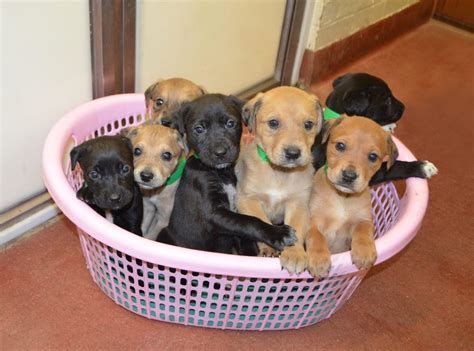  Number of puppies available at time of publication: 7 puppies …