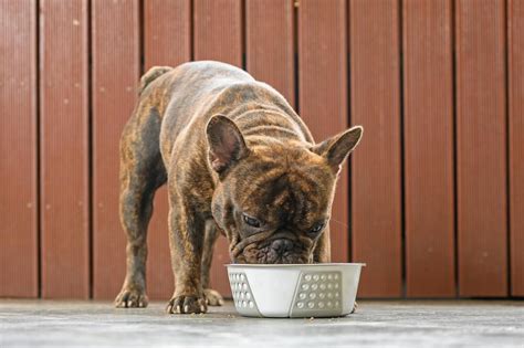  Nutrition Proper nutrition is crucial for your French Bulldog