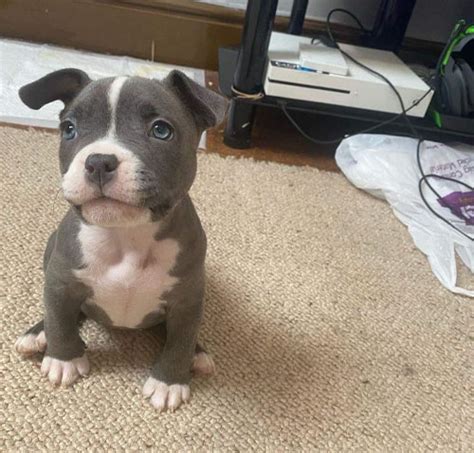  Oakland American Bully Puppies