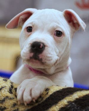  Obedience training: American Bulldogs are a highly intelligent, strong-willed, and generally stubborn puppies breed