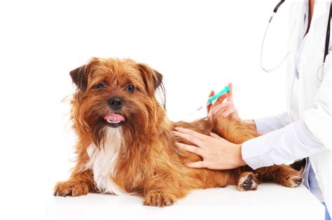  Observe your dog for any adverse effects and report them to your veterinarian
