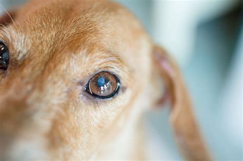  Occasionally, a dog will have inflammation in the eyes, glaucoma or damaged retinas, making it unlikely that surgery will be successful