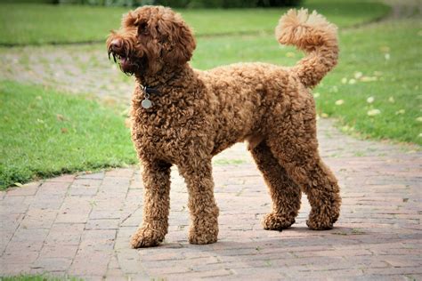  Of all the Poodle crosses, the Rottle might be among the most perfect family dogs