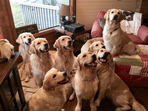  Of course! Here at My Golden Retriever Puppies , we value family and authenticity, which is why we always guarantee our pups through our 2-year genetic health guarantee
