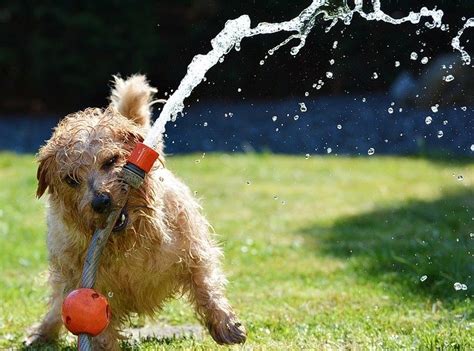  Of course, dogs should be given free access to fresh water