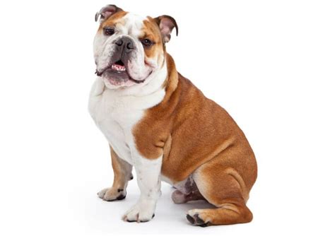  Of course, you can always save on English Bulldog costs by using low-cost services and making tons of at-home projects and toys for your pooch