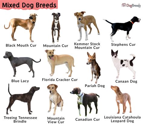  Of course each mixed breed and dog is different, Penny boasts all of these qualities
