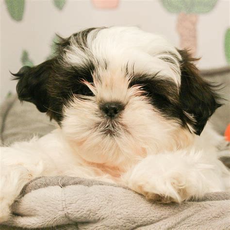  Of the Shih Tzus for sale in Phoenix there are a large percentage of them who are owned and bred by puppy mills or backyard breeders