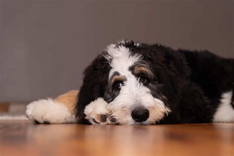  Of the hundreds of bernedoodles I have bred in the past decade, only few owners have reported a genetic health concern