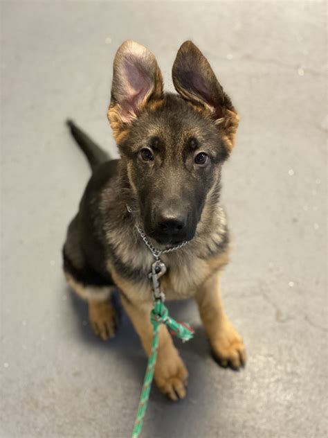  Offering you healthy, loving, protective, beautiful sound temperament, well socialized German shepherd puppies from the worlds finest bloodlines