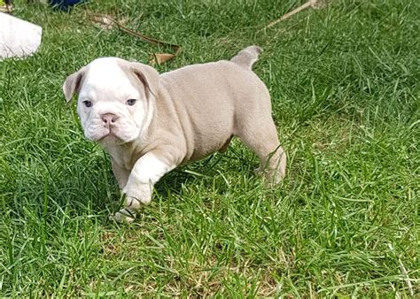  Ohio English Bulldog Puppies for Sale in OH English Bulldogs are calm, non-sporting dogs with a sourmug face that love to chew and play tug-of-war