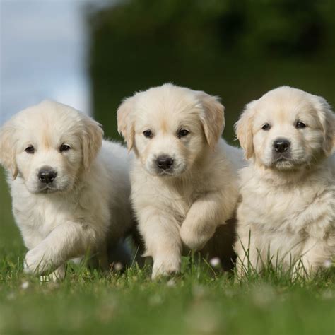  Ohio Golden Retrievers for sale are great with strangers, and are friendly, gentle, and confident