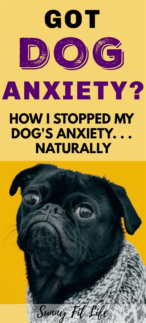  Oils tend to be the most direct way to get your dog anxiety relief