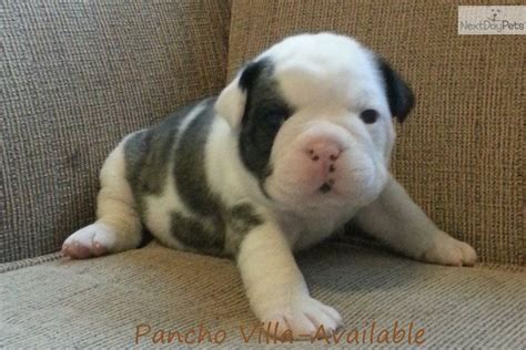  Olde English Bulldogge babies looking for new families