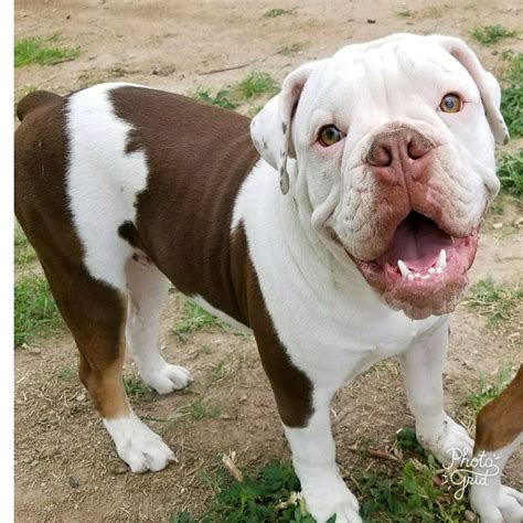  Olde English Bulldogge puppies for sale! Get a head start now and connect with our recommended breeders and networks below for a selection of English Bulldog puppy Texas