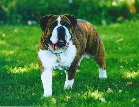  Olde English Bulldogges do love to chew, so you should be prepared