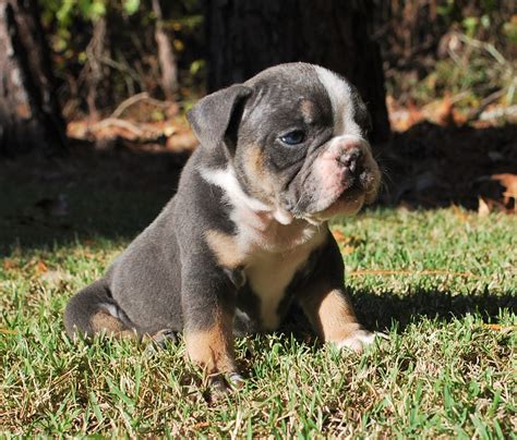  Olde english bulldog puppies ready sep