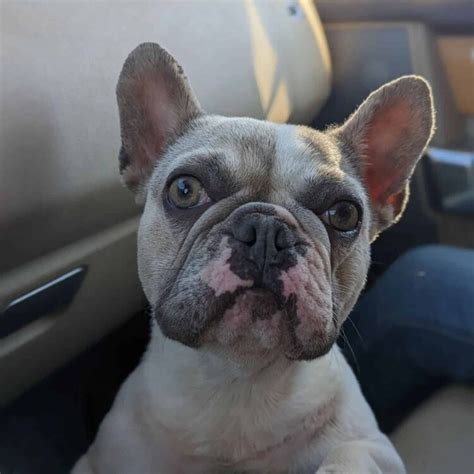  Older French Bulldogs may be more affordable, especially if they are no longer eligible for breeding or showing