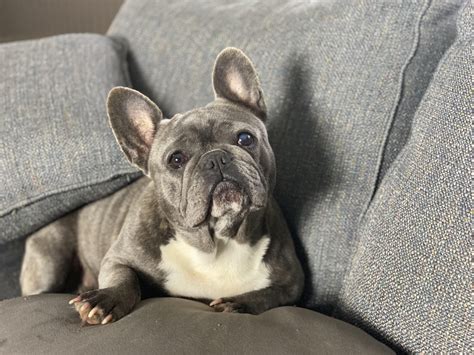  Older Frenchies, on the other hand, may require surgery to have them removed, especially if they are giving your dog discomfort or feeding difficulties
