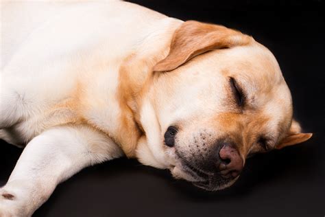  Older dogs are especially susceptible to disrupted sleep due to confusion or physical discomfort